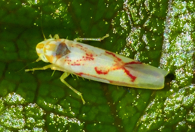 Zygina flammigera ed Arboridia sp.